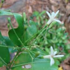 Image result for Leptactina benguelensis