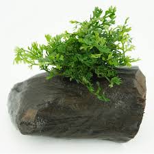 Image result for Bolbitis