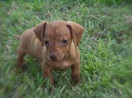 Search for dogs closest to your area by changing the search location Dachshund Puppies For Sale Charlotte Nc Petsidi