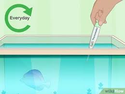 If i had a dollar for every fish tank i've seen in someone's garbage, in a dumpster, at a rummage sale or at the thrift store, i'd be rich. How To Clean A Fish Tank With Pictures Wikihow Pet