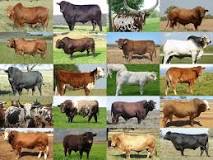 Image result
