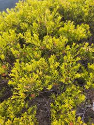 Image result for Meiostemon tetrandrus