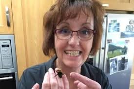 Woman becomes first known person to keep bumblebee as a pet