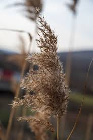Image result for Phragmites mauritianus