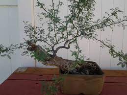 Any Experience With Texas Mesquite