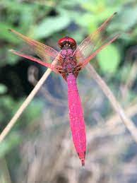 紫紅蜻蜓(新北市立達觀國中小) · iNaturalist