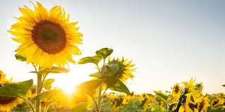 Disamping itu bunga matahari juga dapat menghasilkan kuaci yang sering dimanfaatkan sebagai cemilan. Ini Manfaat Bunga Matahari Bagi Kesehatan Tubuh Luar Dan Dalam