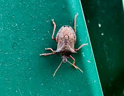 Image result for Hypericophyllum