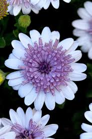 Image result for Mesanthemum africanum