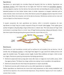 Saprobionts Detritivores Biology Units Science Biology
