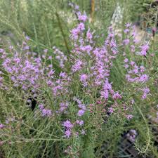 Image result for Melochia melissifolia