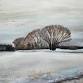 Moundsview Community Center - "SILENT FIELDS  event image