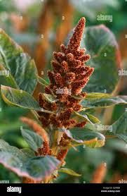 Image result for Amaranthaceae