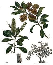 Image result for Meiostemon tetrandrus