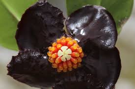 Image result for Clusiaceae