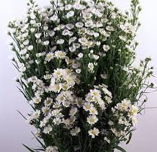 White Aster Flower Aster Flower White Wedding Flowers Wholesale Flowers Wedding
