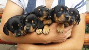 Labs are sociable, affectionate, and loyal. How To Sell Puppies Lovetoknow