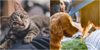 Bu hayvanların ihtiyaçlarının başında bir kafese sahip olmaları gerekir. Ev Ortamina Ve Yasam Hareketliligine Uygun Bakimi Kolay 7 Hayvan Dostumuz Listelist Com