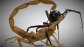 Camel spider vs black widow spider. Camel Spider Captures And Preys On Black Widow Warning May Be Disturbing To Many Viewers Youtube