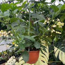 Image result for hoya multiflora