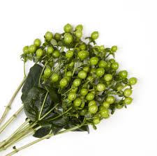 Hypericum is best known as st. Green Hypericum Berries Calyx Flowers Inc