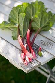 The color isn't an indicator of ripeness, so don't worry whether they're red enough or not. The Right Way To Harvest Rhubarb In 3 Steps Horticulture