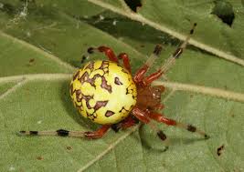 These spiders are relatively rare in our state. Spiders Of Ohio Inaturalist