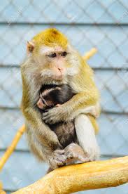 Baby animals animal planet baby chimpanzee animals wild cute baby animals animals and pets great ape pet birds cute monkey. Close Up Of A Cute Baby Monkey Hiding Near The Mother S Breast Stock Photo Picture And Royalty Free Image Image 126908787