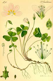 Wood sorrels are a terrific choice for beginner foragers, easy to identify and beloved by kiddos for its lemony flavor. Pin By Alice Brackett On Botanical Zoological Bounty Botanical Drawings Botanical Illustration Plant Illustration