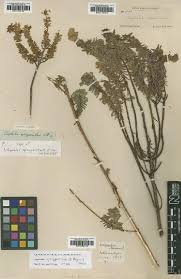 Image result for Euphorbia epicyparissias