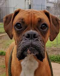Meet wilamena, a boxer dog for adoption, at louie's legacy animal rescue in staten island, ny on petfinder. Dog For Adoption Laika A Boxer In Ransomville Ny Petfinder