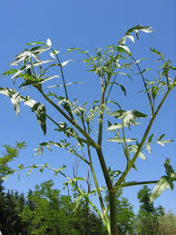 Image result for Afrosciadium