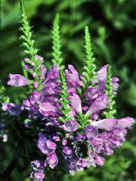 More images for fall obedient plant texas » Physostegia Virginiana Fall Obedient Plant Npin