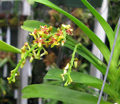 Image result for Cleistochlamys kirkii