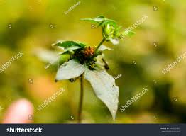 Image result for Sclerocarpus africanus