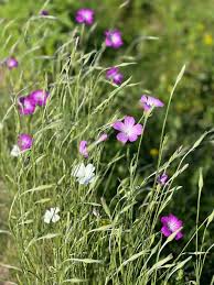 Image result for Agrostemma