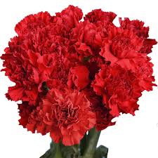 Shop cheap flowers delivered fast. Amazon Com 100 Red Carnations Beautiful Fresh Flowers Delivery Tuesday May 25 Grocery Gourmet Food