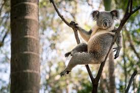 World S Sexiest Koala Has The Internet All Hot And Bothered Koala Koala Bear Australian Wildlife