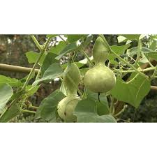 Image result for Lagenaria