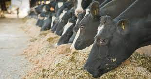A Day In The Life Of A Dairy Cow Future Eats