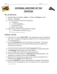 Crayfish dissection pre lab answers from crayfish dissection worksheet answers, source:guillermotull.com. Crayfish Dissection Answers