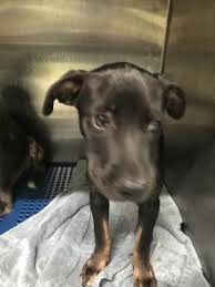 Black And Brown Terrier Mix Animal Id 39557293 Species Dog Breed Terrier Mix Age 4 Months 1 Day Gender Male Size Medium Color Black Br Dog Adoption Animal Projects Animals