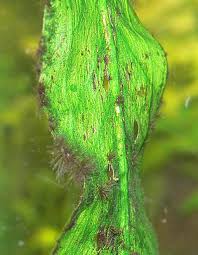 Entfernen von moos und algen von terrassenplatten. Pinselalgen Im Aquarium Entfernen