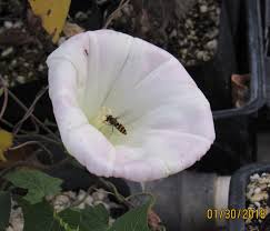 Image result for Barleria macrostegia