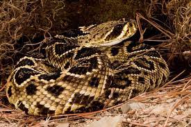 Eastern Diamondback Pet Snake Reptiles Pet Pit Viper