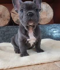 Check spelling or type a new query. Available Puppies Debbie French Bulldogs French Bulldog Puppies French Bulldog Puppies