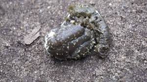 Wurmer Im Huhner Kot Huhn Erleben De Zeigt Das Huhnerleben