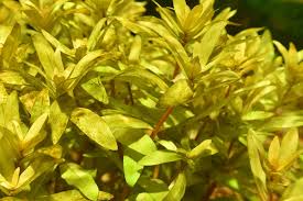 Image result for Nesaea