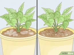 Why are my plant pots going mouldy? 3 Ways To Get Rid Of Mold On Houseplants Wikihow