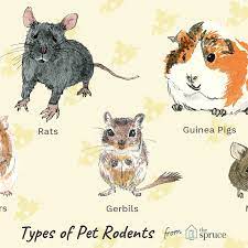 Better homes & gardens may receive com. 10 Best Small Rodents To Keep As Pets